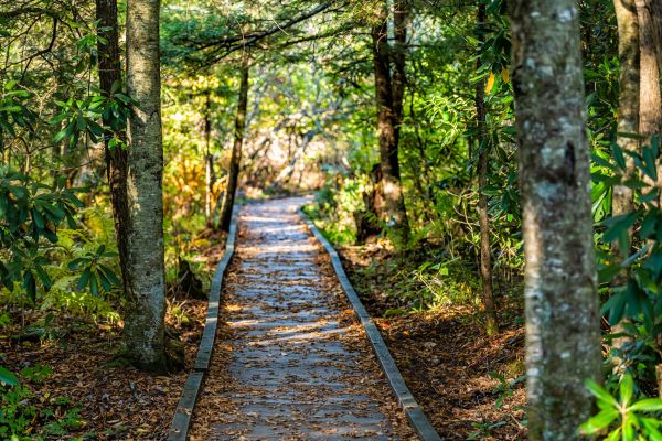 Trail Clearing in Aiken